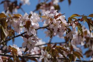 IMG_2694